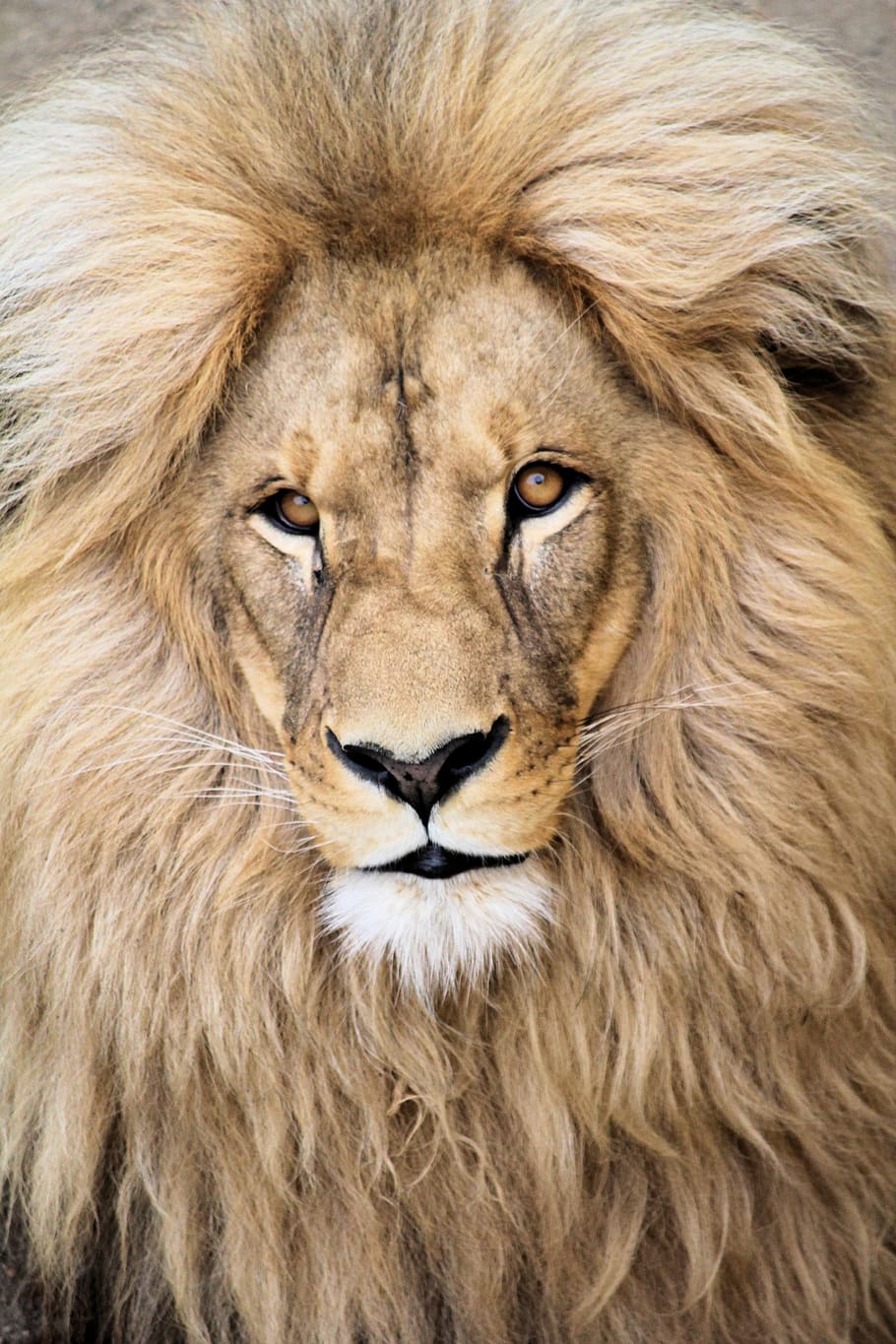 o leão, animal, besta, detalhes, retrato, rosto, vista, calma, africano, juba