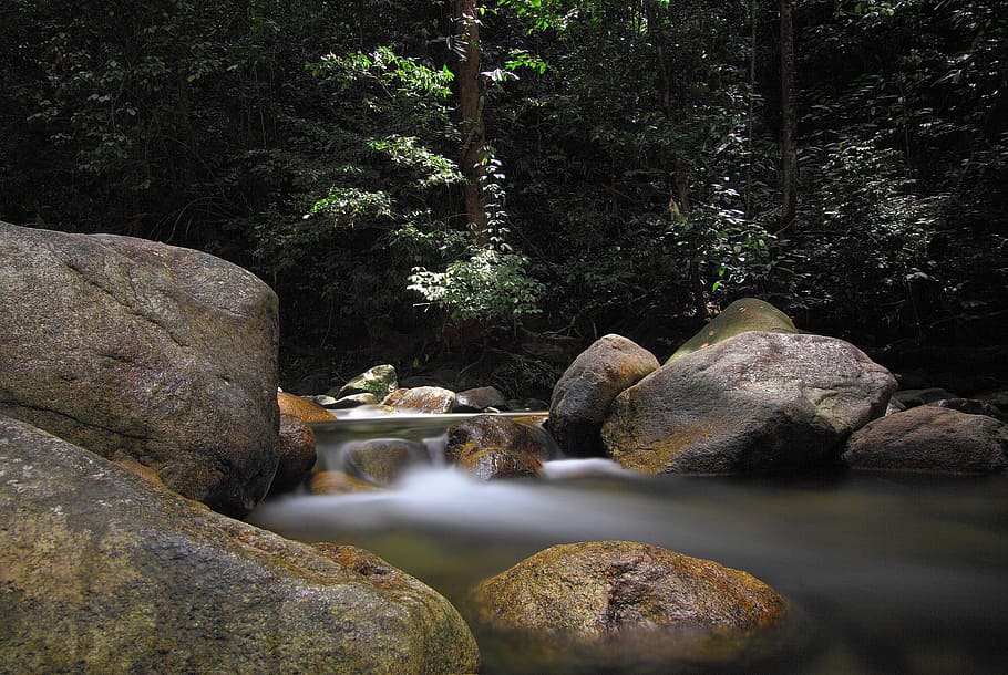stream, water, green, plant, trees, rock, nature, outdoor, tree, rock - object