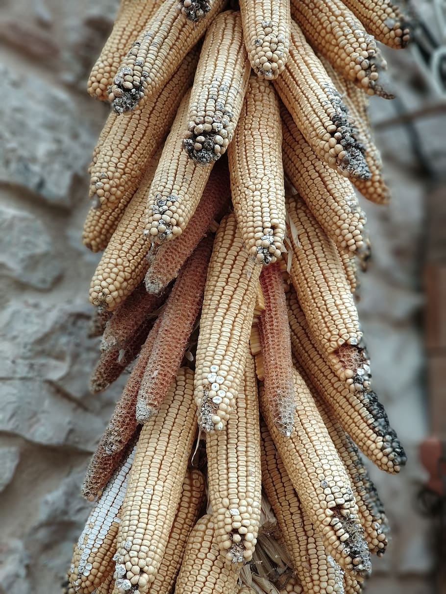 corn, spoiled, farm, wellbeing, food, healthy eating, food and drink, vegetable, close-up, freshness