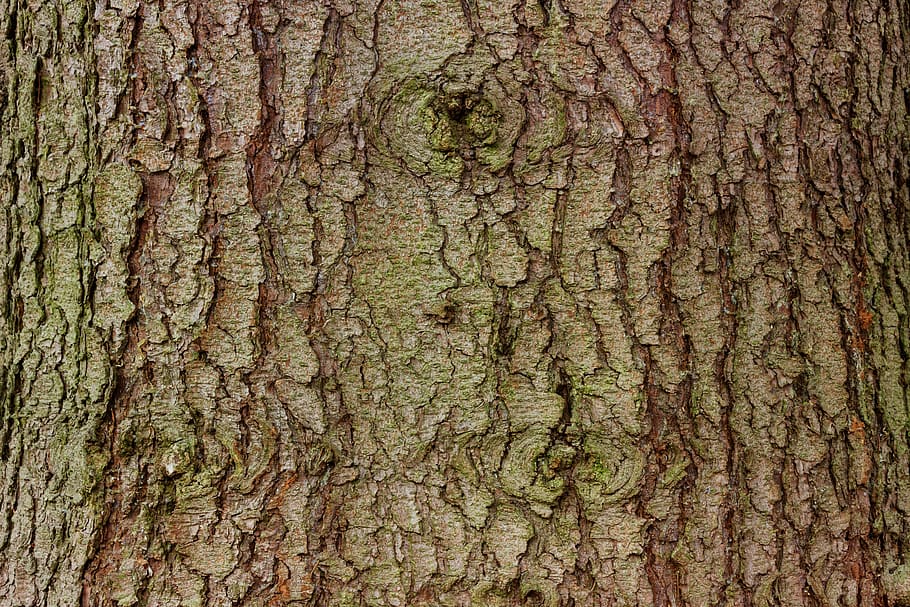 bark, tree, spruce, wood, log, bast, grain, structure, texture, weave