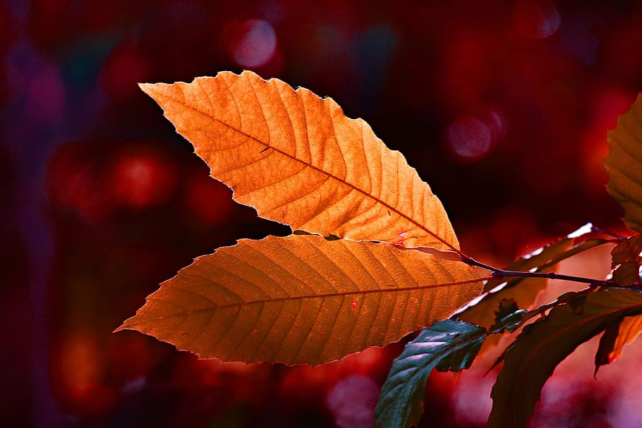 leaf, twig, autumn color, vein, pattern, back light, foliage, golden, october, 28-10-18