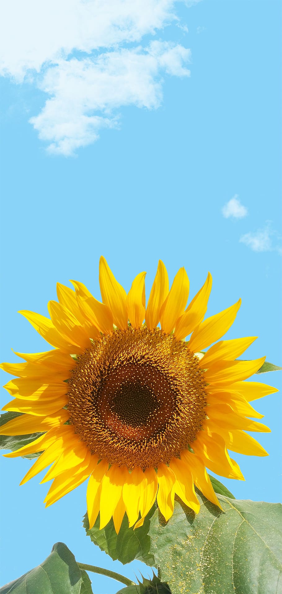 sunflower, sky, flower, yellow, background, text dom, copy space, negative space, label possibility, close up
