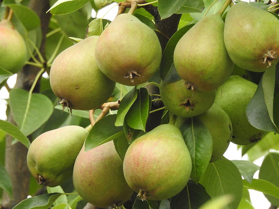 pear tree, pears, fruit tree, sad, nature, fruit, agriculture, food, fresh, mature