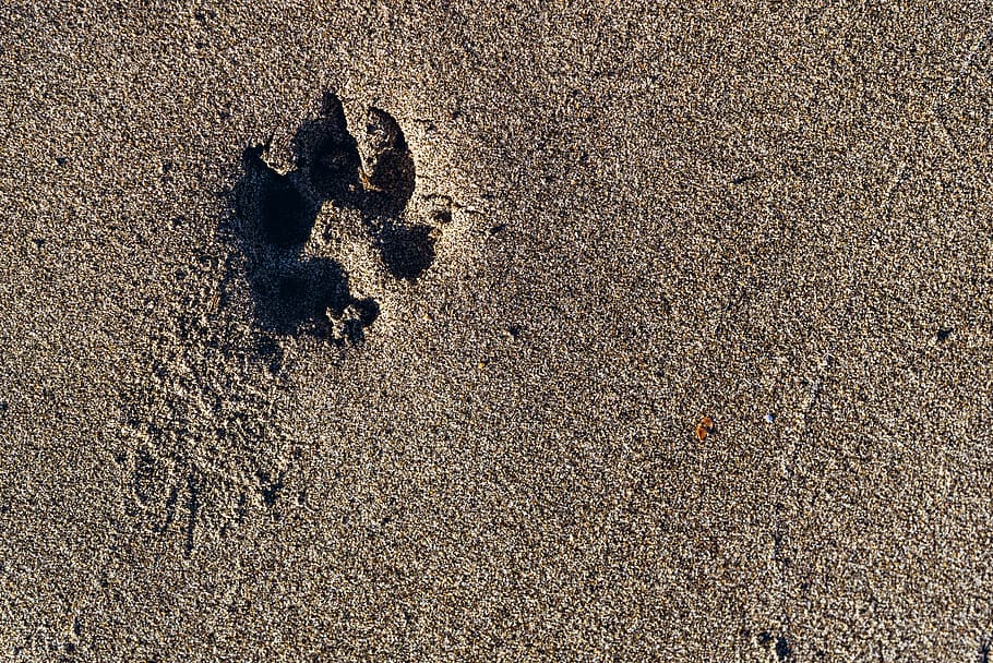 paw, print, paw print, sand, dog, footprint, track, dog paw, pattern, negative space
