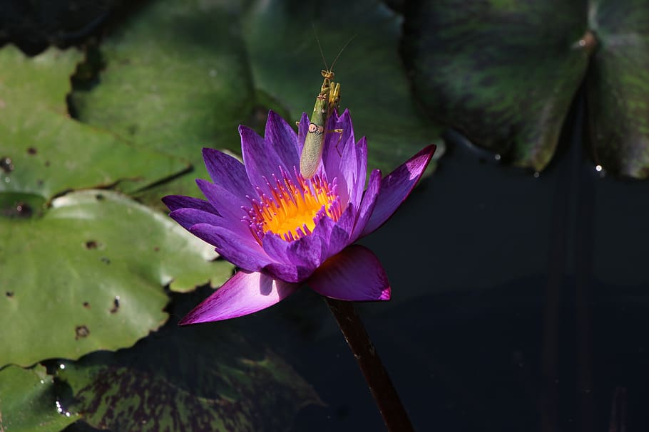 flowers, lotus, nature, flower, water plants, pink, bo, water, lily, open