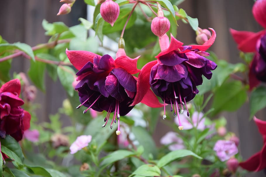 fuchsia, flowers, flower, close up, plant, flowering, flowering plant, freshness, beauty in nature, growth