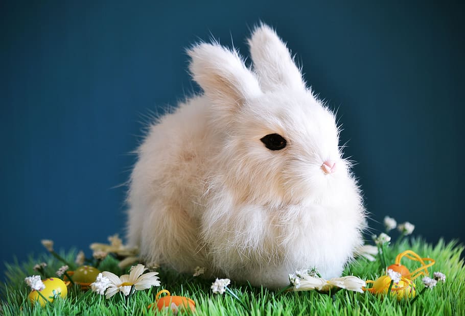 lindo, conejo, pequeño, pascua, primavera, blanco, knuffig, pelaje, liebre, orejas