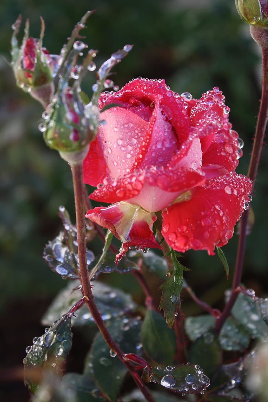rosas, lluvia, bloom, flor, mojado, verano, rojo, naturaleza, romántico, gotas