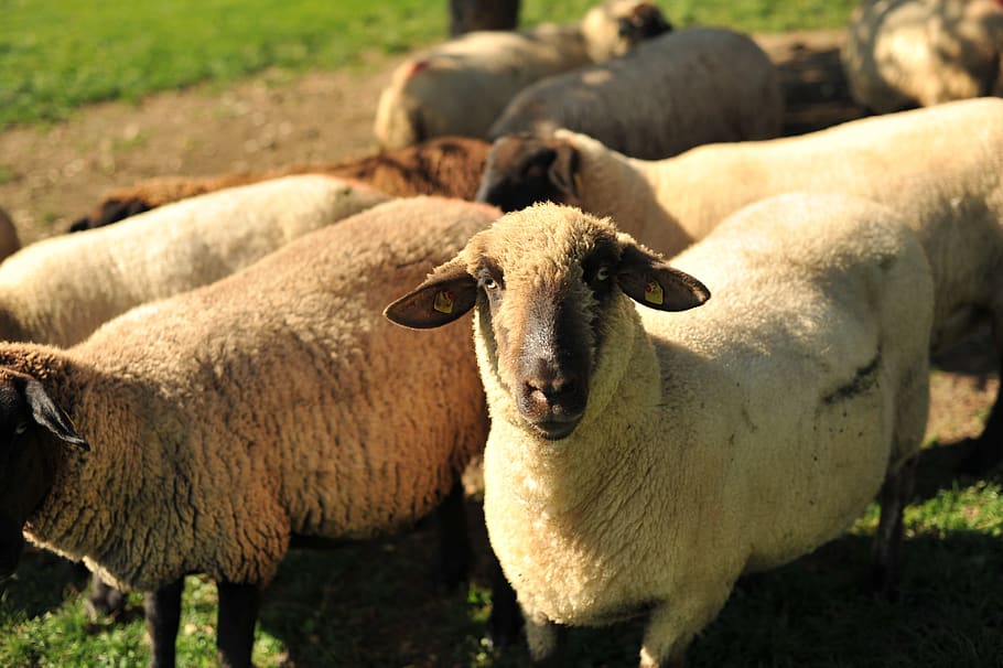 ovelha, ovelha schwarzkopf, allgäu, ovelha suffolk, weiler-simmerberg, a criança schäferhof, temas animais, mamífero, pecuária, grupo de animais