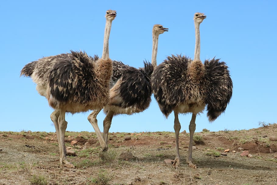 ostriches, bird, bouquet, strauss, flightless bird, bill, big bird, africa, three, feather