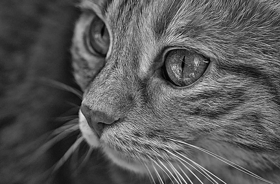 gato, mascota, mundo animal, retrato, gatito, ojos de gato, cara de gato, de cerca, ver, caballa