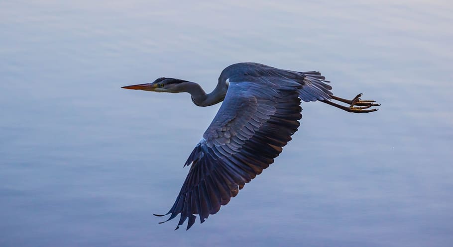 heron in flight, blue heron, heron, waterbird, wader, lake, blue, wing, beak, feather