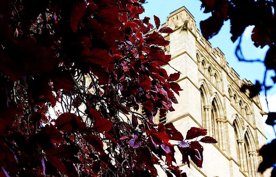 church, cathedral, building, christian, trees, copper beech, architecture, building exterior, nature, plant