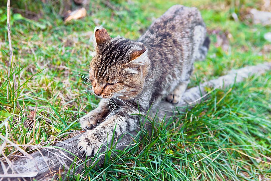 animal, cat, claws, outdoor, grass, cute, head, kitten, kitty, lovely