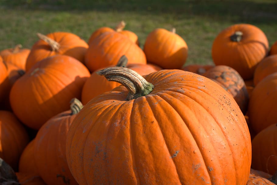pumpkin, autumn, vegetables, decoration, halloween, creepy, deco, happy halloween, autumn decoration, decorative