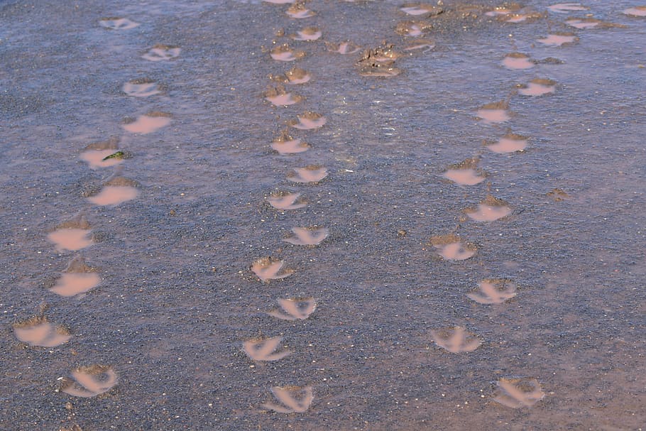 gansos, huellas, barro, pasos, marrón, pie, al aire libre, naturaleza, tierra, nadie