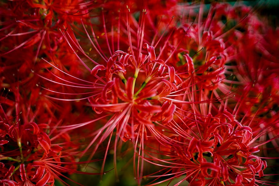 Amarilis, flores, amaryllidaceae, planta, natural, lirio araña, rojo, flores rojas, Japón, planta floreciendo