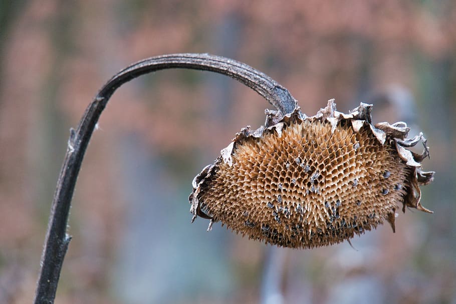 Fotos girasol seco libres de regalías | Pxfuel