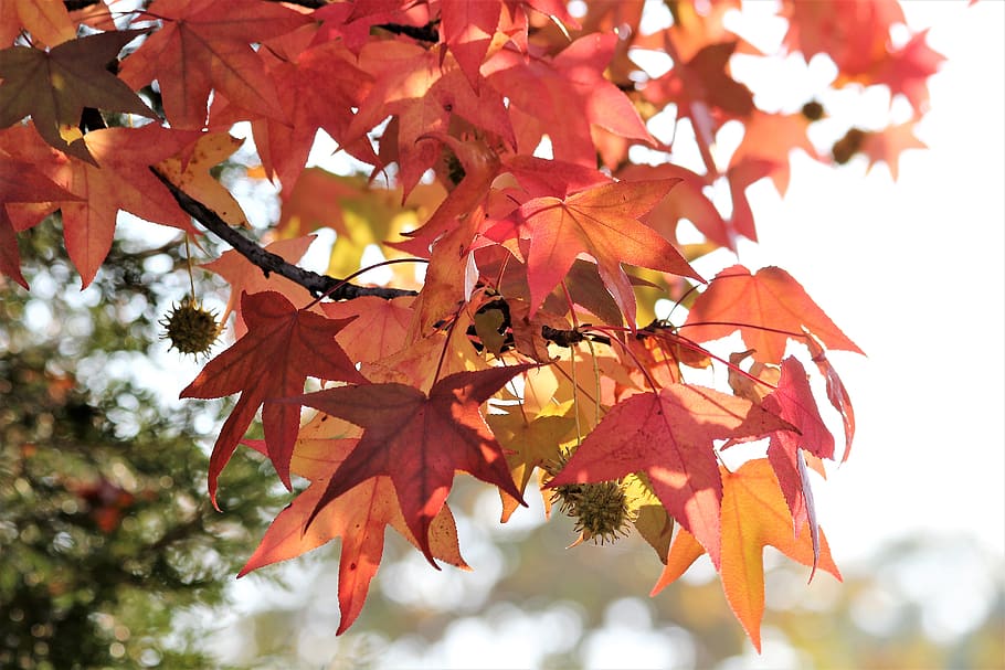 bordo, acer, folhas coloridas, filial, árvore, outono, temporada, natureza, ao ar livre, parte da planta