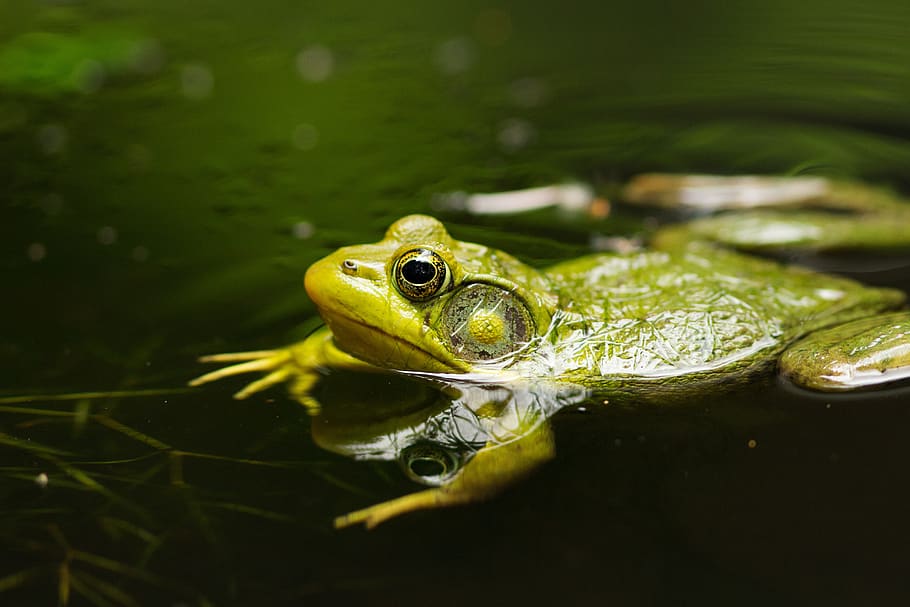 frog, pond, lake, green, nature, water, amphibian, toad, amphibians, animal