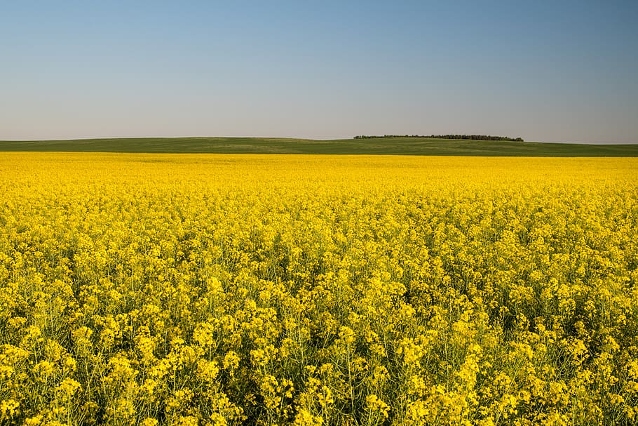 canola field, yellow fields, rapeseed, agriculture, landscape, yellow, the cultivation of, village, fields, nature