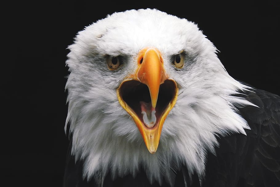 bald eagle, animalsNature, bird, bird of prey, birds, eagle, eagles, predator, animal, vertebrate