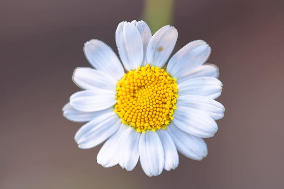chamomile, flower, background, closeup, white, daisy, close-up, flora, plant, nature