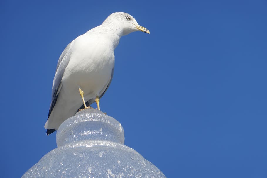 blue sky, seagull at the port of montreal, seagull at the montreal port, bird, animal themes, animals in the wild, one animal, animal wildlife, vertebrate, animal