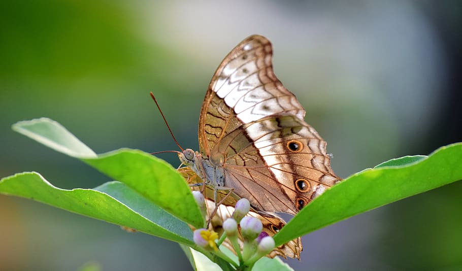 kupu-kupu, alam, serangga, dunia binatang, sayap, tanaman, close up, tropis, cahaya latar, bergetar