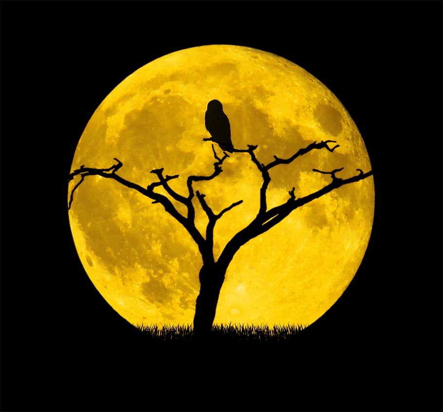 lua, coruja, árvore, noite, plano de fundo, lua cheia, amarelo, natureza, silhueta, ninguém