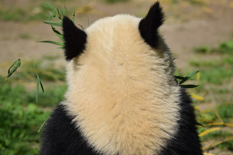 panda, pandas, bear, trag with, chinese, vienna, wien, zoo, fur, animal
