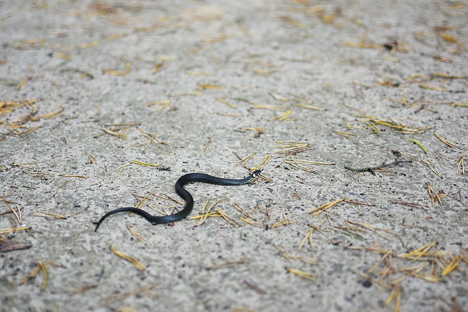 serpiente de hierba, serpiente, pequeña serpiente, animal, serpientes, mundo animal, riesgo, naturaleza, lituania, camino a pie