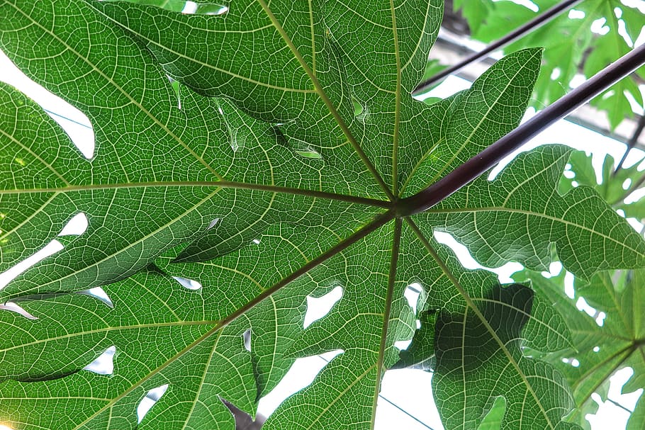 view, leaf anatomy, showing, structure, leaves., detail, green, plant, tree, tropical