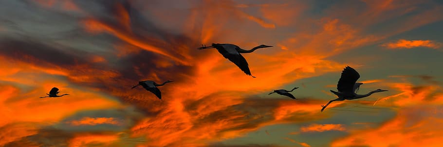 nature, sun, clouds, animals, bird, heron, flying, sunset, sunrise, banner