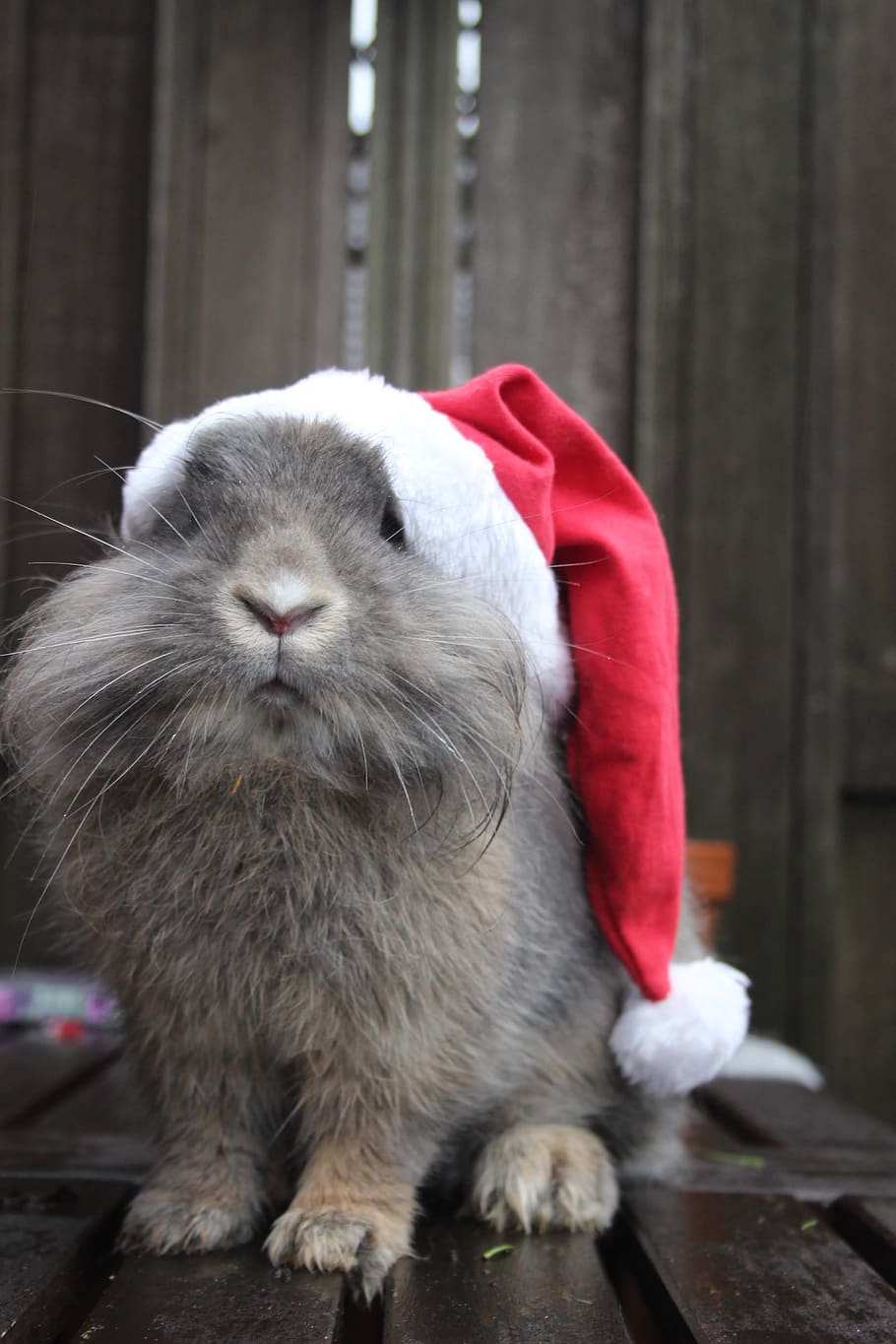 christmas, bunny, holidays, rabbit, xmas, one animal, mammal, pets, domestic, vertebrate