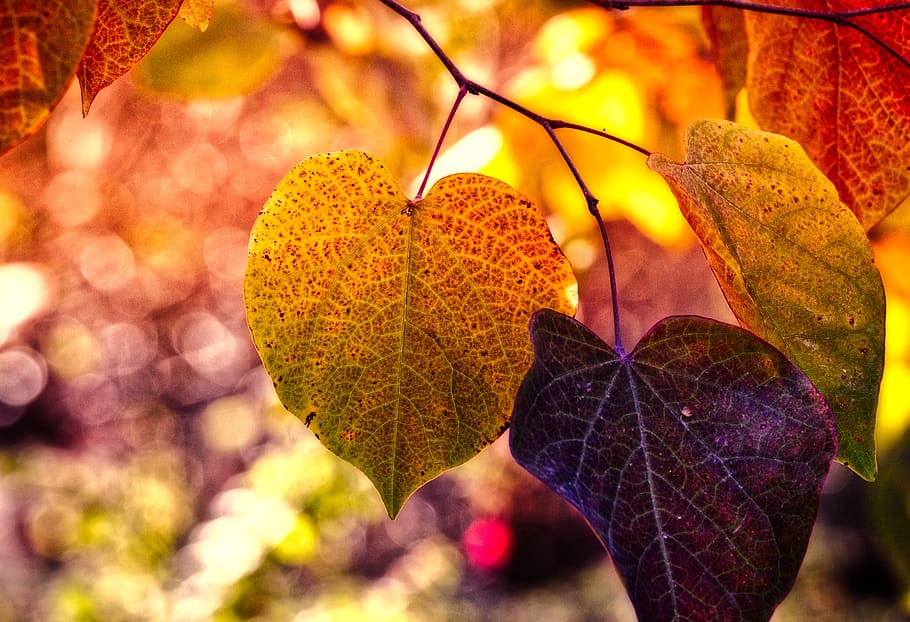 folhas de outono, humor, cor de outono, brilhante, atmosférica, clima de outono, coloridos, filial, cor, emergir
