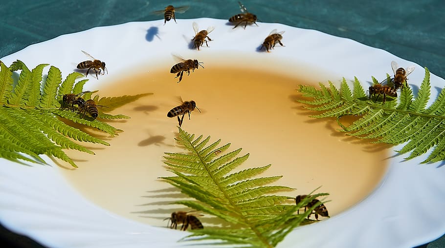 bee, honey, feeding, honey water, drought, food, hunger, summer, close up, honey bee