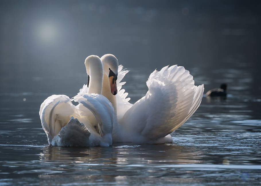 swan, pair, love, pairing, emotions, water, bird, lake, swans, animal world
