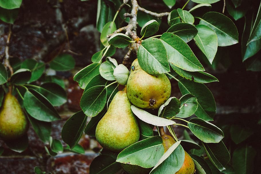 pears, tree, forest, fruit, green, nature, pear, leaf, healthy eating, plant part