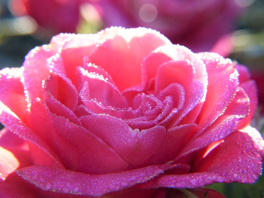 mawar, merah muda, mekar, air, setetes air, embun, alam, romantis, mawar mekar, kecantikan