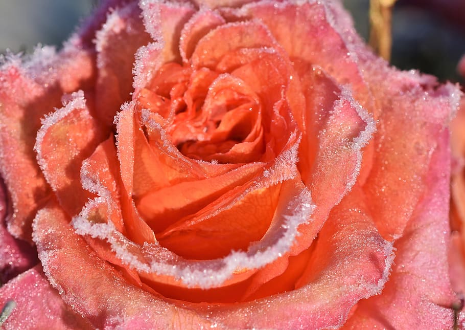 rose, rose bloom, blossom, bloom, frost, ice, eiskristalle, cold, frozen, winter