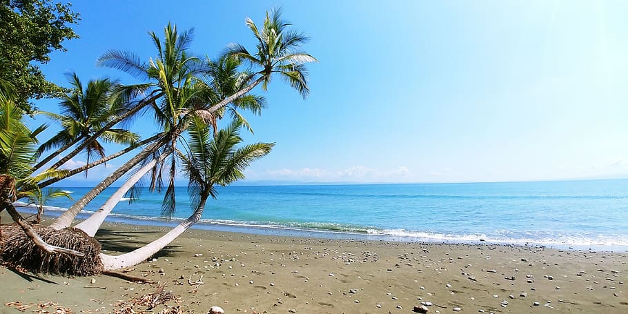 costa rica, plant, beach, palm, romantic, coconut, rest, water, sea, nature