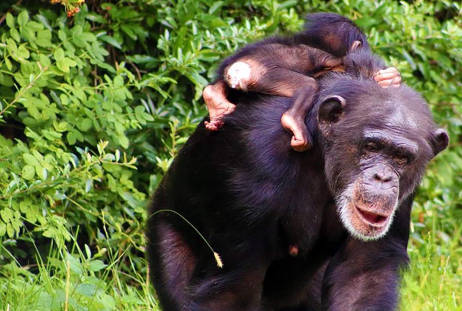 mono, bebé, animal, mamífero, fauna, primates, lindo, maternidad, chimpancé, temas de animales