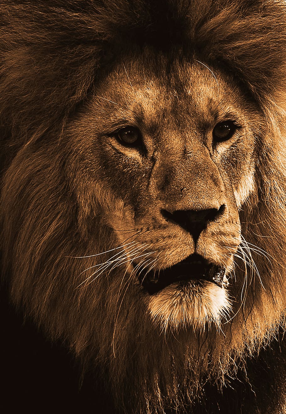 lion, predator, animal, animal world, africa, big cat, male, dangerous, zoo, tierpark hellabrunn