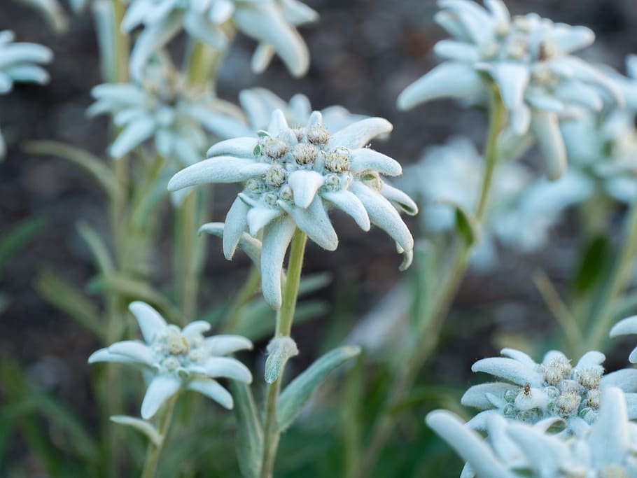 flowers, alpine flowers, edelweiss, plant, growth, beauty in nature, vulnerability, fragility, flower, close-up