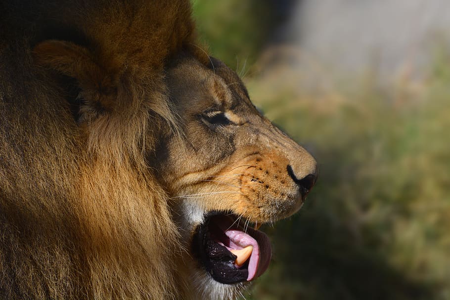 Животные живут в ней. Лев портрет. Lion with one Eye.