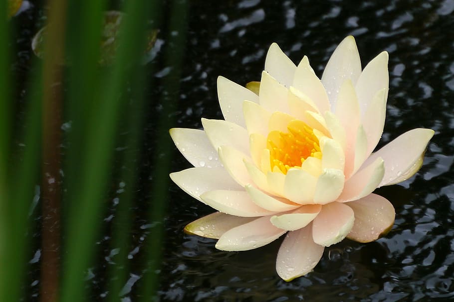 water lily flower, flowing, koi pond, deep, cut, gardens, middletown, nj., lilly pads, water