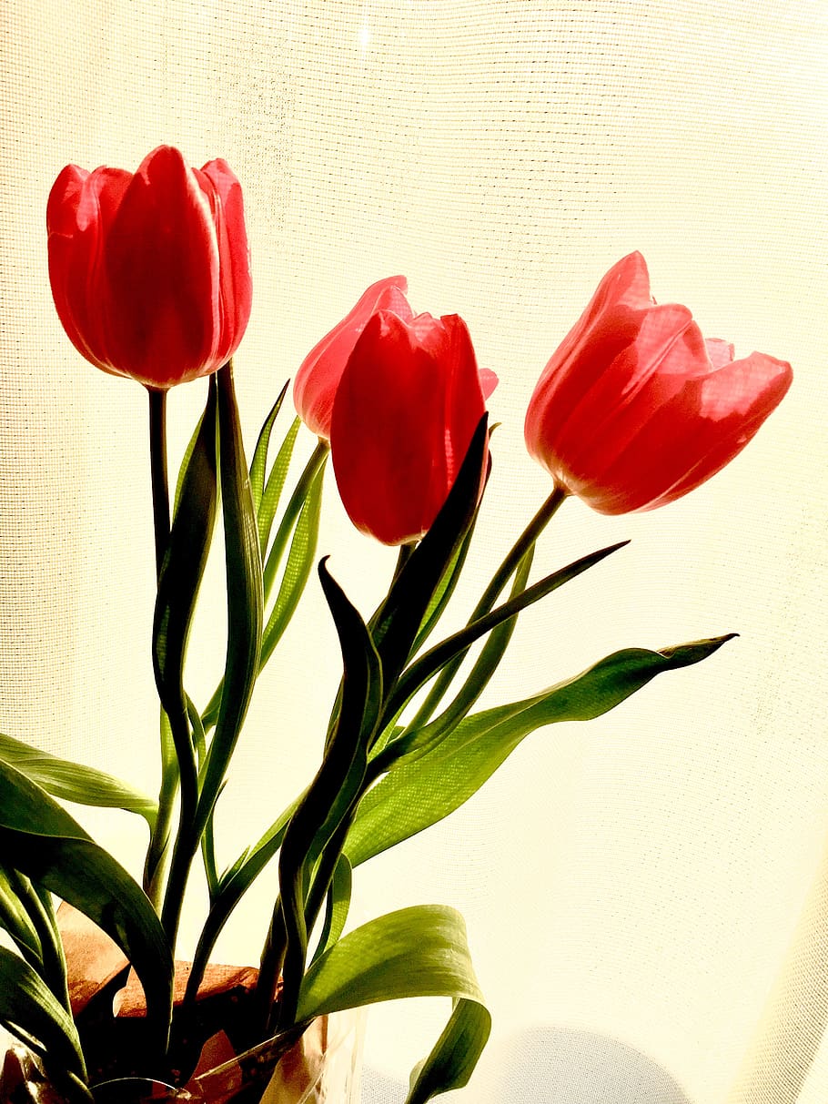 red, spring, flowers, tulips, bouquet, flower, plant, flowering plant, beauty in nature, freshness