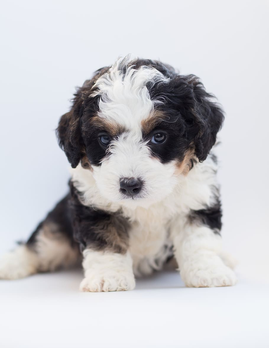 Royalty-free poodle photos free download | Mini Bernedoodle for Sale