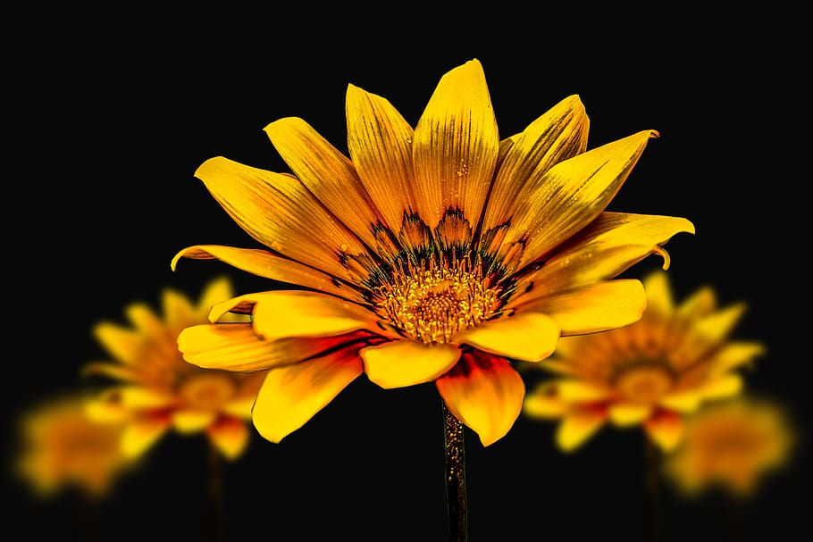 flower gérbel, yellow flower, flower, gérbela, flowering plant, fragility, vulnerability, plant, freshness, flower head